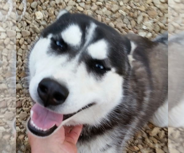 Medium Photo #1  Breeder Profile in LICKING, MO, USA