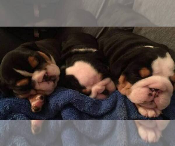 Medium Photo #1  Breeder Profile in DENISON, TX, USA