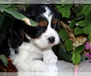 Cavalier King Charles Spaniel Dog Breeder in DOON,  USA