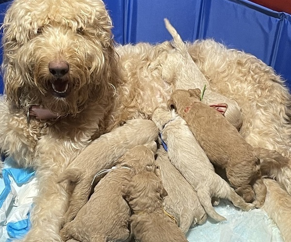Medium Photo #1  Breeder Profile in NEW YORK, NY, USA
