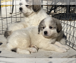 Great Pyrenees Dog Breeder in SNOW CAMP,  USA