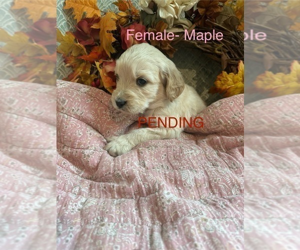 Medium Photo #12  Breeder Profile in BLANCHESTER, OH, USA