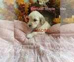 Small Photo #12  Breeder Profile in BLANCHESTER, OH, USA