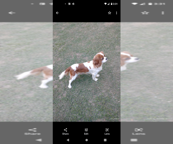 Medium Photo #9  Breeder Profile in MAGNOLIA, NC, USA