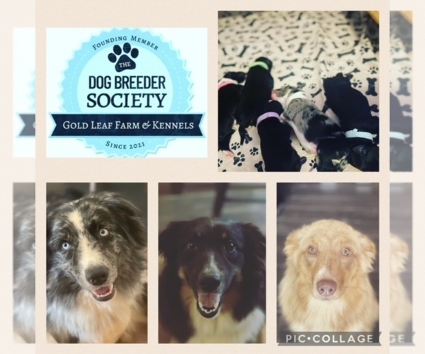 Medium Photo #1  Breeder Profile in YADKINVILLE, NC, USA