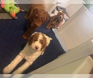 Goldendoodle Dog Breeder near LEXINGTON, SC, USA