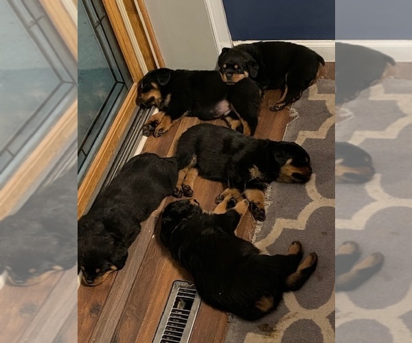 Medium Photo #1  Breeder Profile in WINDOM, MN, USA