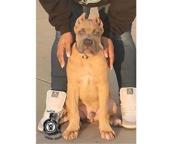 Medium Photo #6  Breeder Profile in HIGHLAND, CA, USA