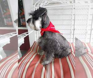 Schnauzer (Miniature) Dog Breeder near HUMESTON, IA, USA