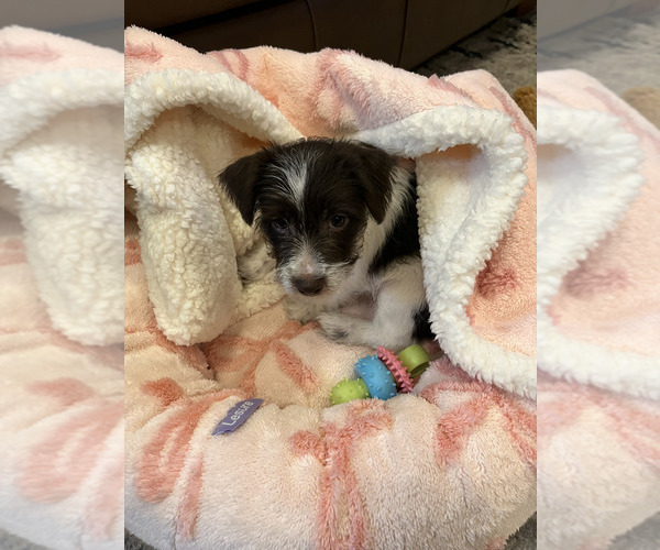 Medium Photo #7  Breeder Profile in ENID, OK, USA