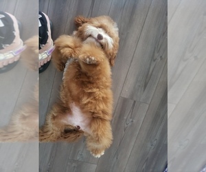 Goldendoodle Dog Breeder near SAN TAN VALLEY, AZ, USA