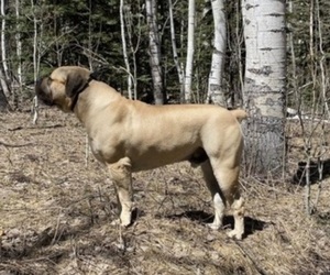 Main photo of Boerboel Dog Breeder near THREE RIVERS, MI, USA