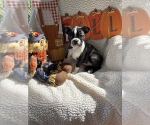 Boston Terrier Dog Breeder near BATH SPRINGS, TN, USA