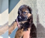 Small #202 Breeder Profile image