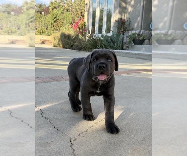 Medium Photo #3  Breeder Profile in BEAUMONT, CA, USA