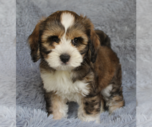 Medium Photo #1  Breeder Profile in JUPITER, FL, USA