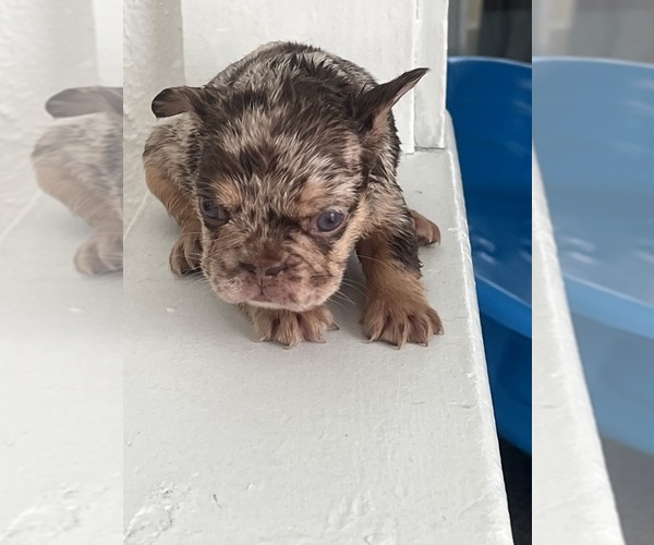 Medium Photo #4  Breeder Profile in AKRON, OH, USA