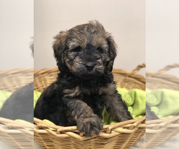Medium Photo #6  Breeder Profile in RADFORD, VA, USA