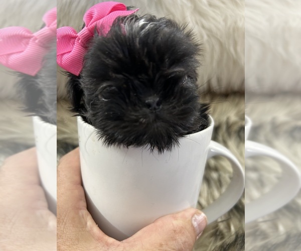 Medium Photo #6  Breeder Profile in HESPERIA, CA, USA