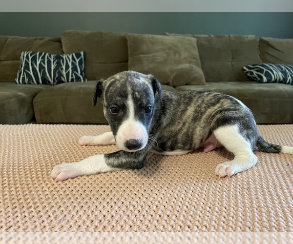 Medium Photo #9  Breeder Profile in OKLAHOMA CITY, OK, USA