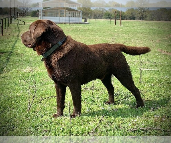 Medium Photo #2  Breeder Profile in EDGEWOOD, TX, USA
