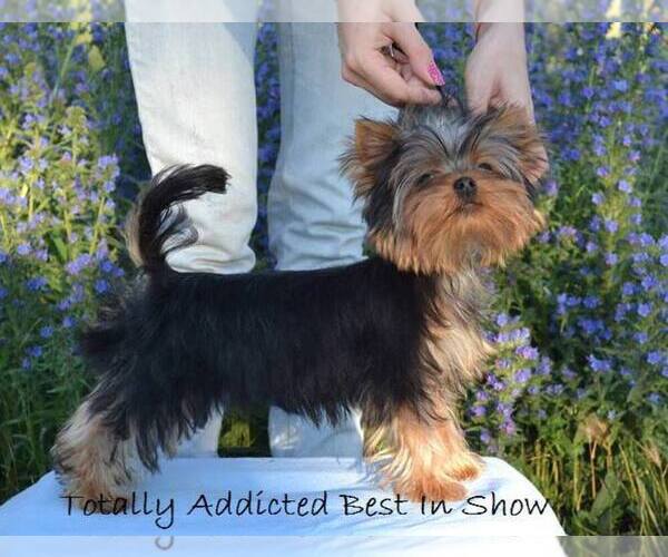 Medium Photo #13  Breeder Profile in SCHAUMBURG, IL, USA