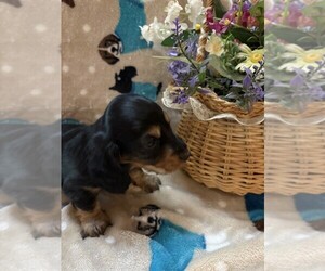 Dachshund Dog Breeder near BLAIRSVILLE, PA, USA