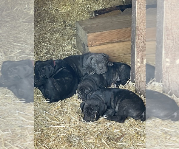 Medium Photo #12  Breeder Profile in KEIZER, OR, USA