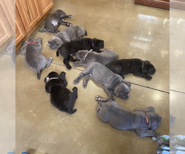 Medium Photo #7  Breeder Profile in SAN MARCOS, TX, USA