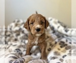 Small #3 Breeder Profile image