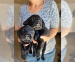 Small #2 Breeder Profile image