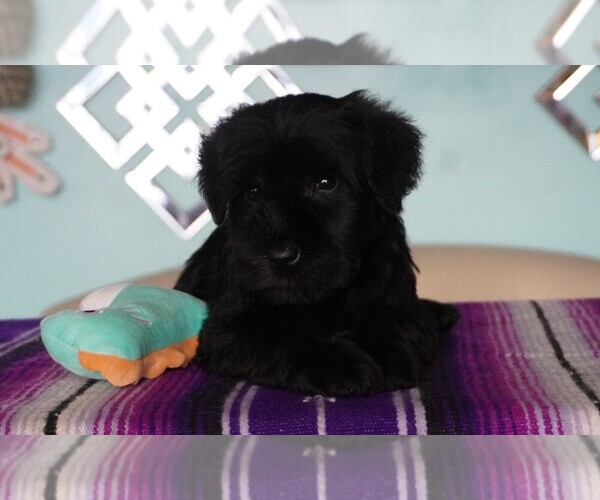 Medium Photo #2  Breeder Profile in PATASKALA, OH, USA