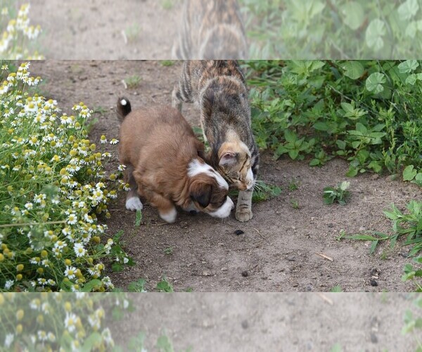 Medium Photo #30  Breeder Profile in PARIS, MI, USA