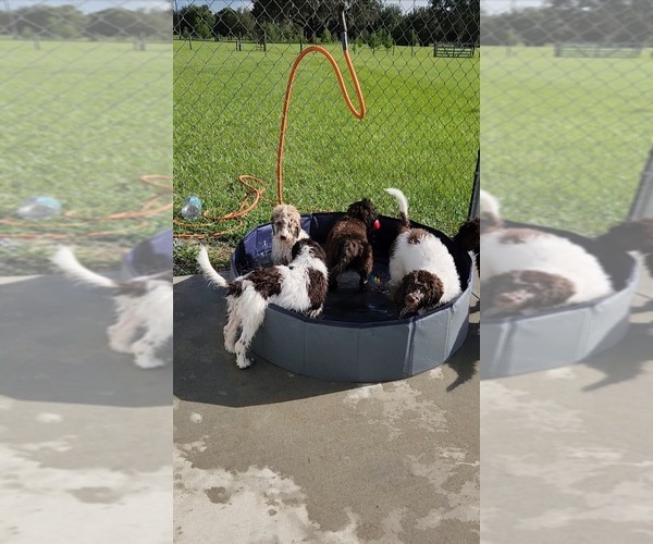 Medium Photo #2  Breeder Profile in BUSHNELL, FL, USA
