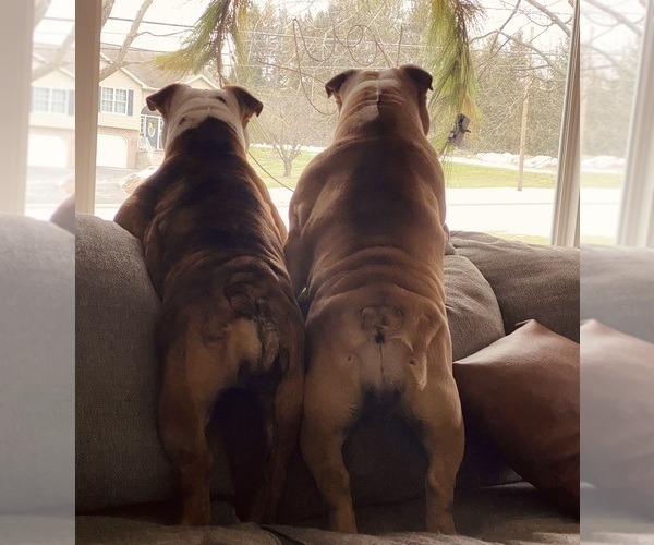 Medium Photo #1  Breeder Profile in WEST DECATUR, PA, USA