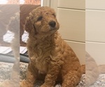 Small #8 Breeder Profile image