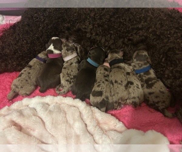 Medium Photo #1  Breeder Profile in AUSTIN, TX, USA