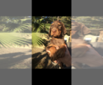 Small #32 Breeder Profile image