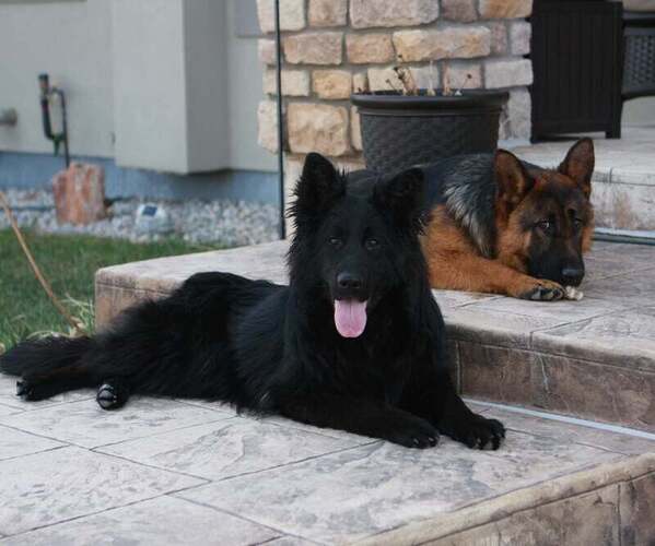 Medium Photo #7  Breeder Profile in AURORA, CO, USA