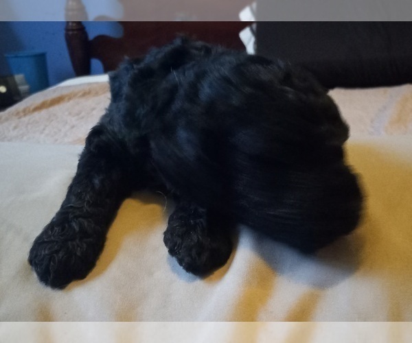 Medium Photo #8  Breeder Profile in JEFFERSONTOWN, KY, USA