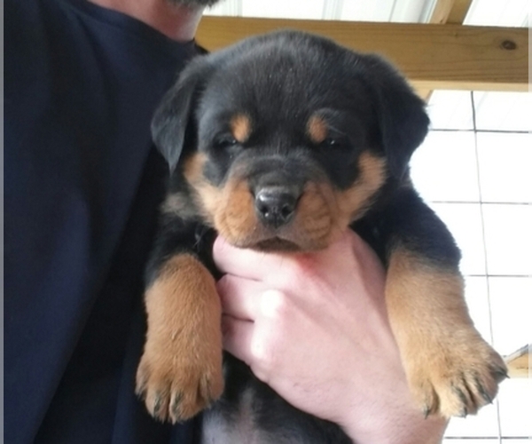 Medium Photo #1  Breeder Profile in GRIFTON, NC, USA