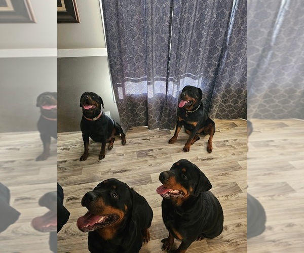 Medium Photo #6  Breeder Profile in MARIANNA, FL, USA