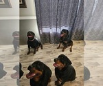 Small #5 Breeder Profile image