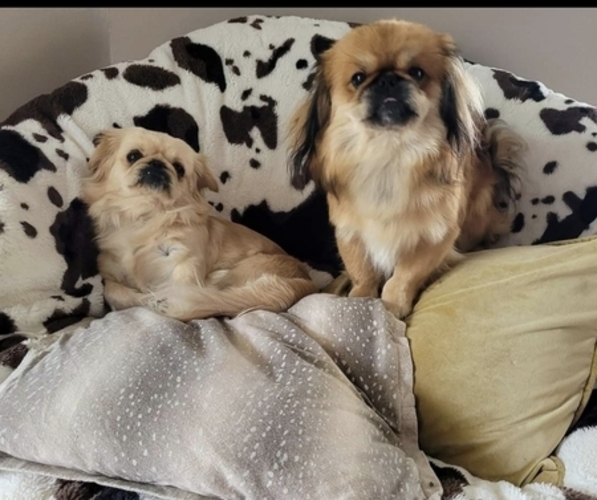 Medium Photo #1  Breeder Profile in BEREA, KY, USA