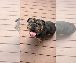 English Bulldog Dog Breeder near SEYMOUR, IN, USA