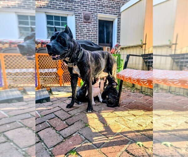 Medium Photo #9  Breeder Profile in PHILADELPHIA, PA, USA