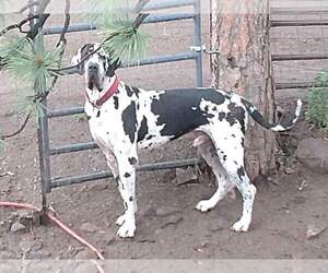 Great Dane Dog Breeder near BLANCA, CO, USA