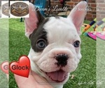 Small #6 Breeder Profile image