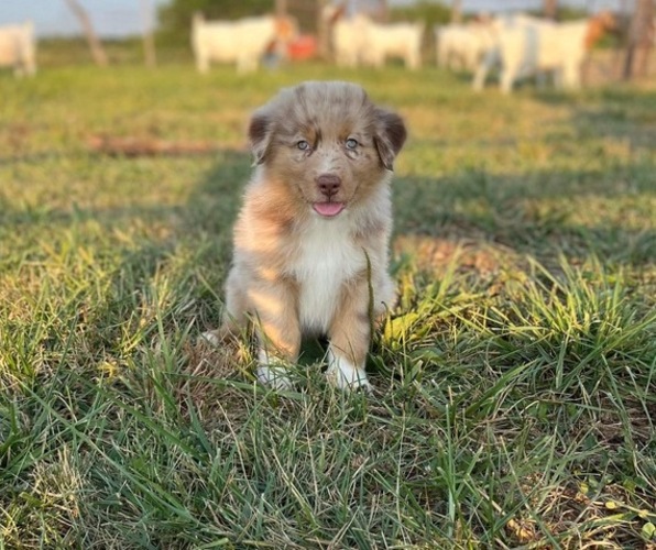 Medium Photo #2  Breeder Profile in MOUNT PERRY, OH, USA