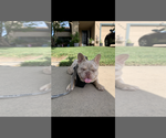 Small #1 Breeder Profile image